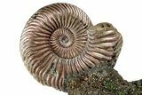 Iridescent, Pyritized Ammonite (Quenstedticeras) Fossil Display #353756-1